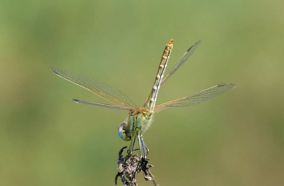 Sympetrum fonscolombii - vándor katona-szitakötő