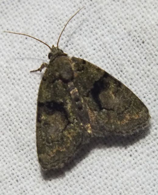 Cryphia algae - sárgászöld zuzmóbagoly