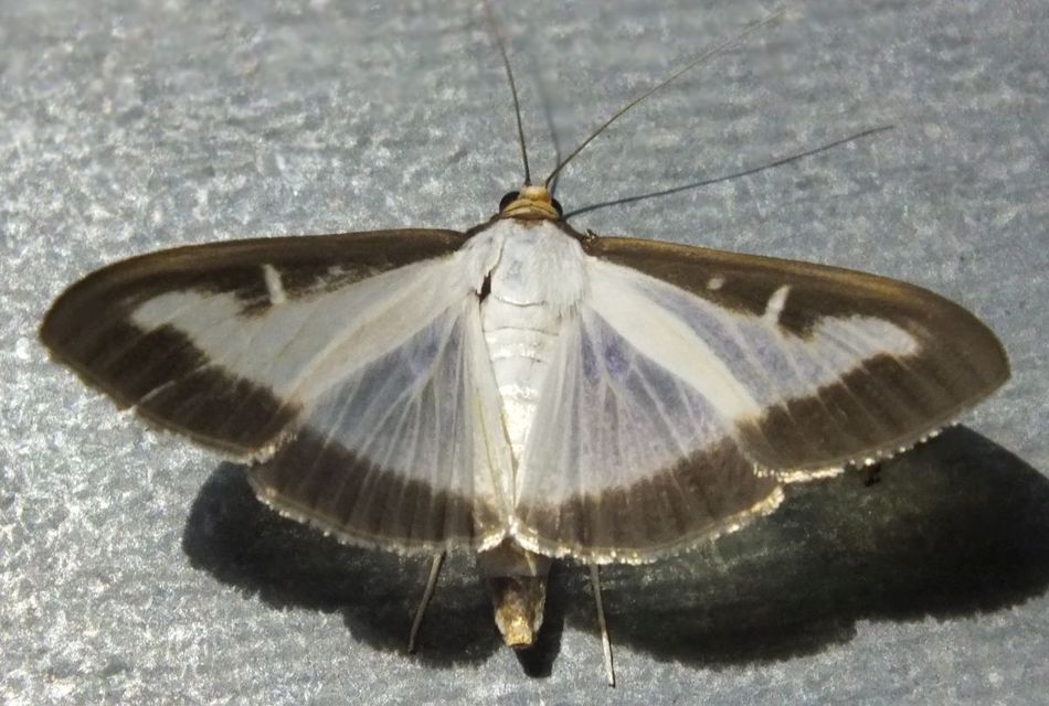 Cydalima perspectalis - puszpáng-tűzmoly
