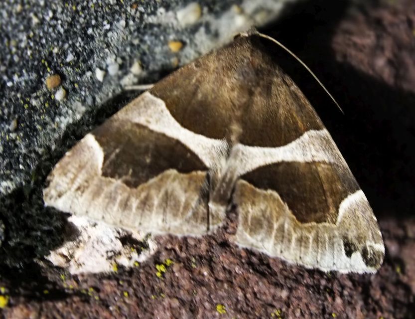 Dysgonia algira - déli porcelánbagoly