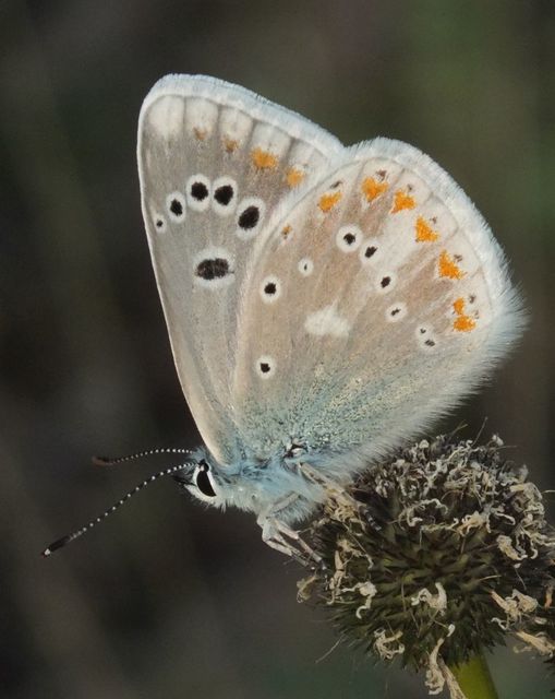 Polyommatus dorylas - fénylő boglárka