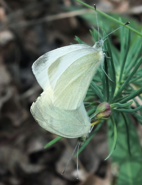 Pieris ergane - sziklai fehérlepke