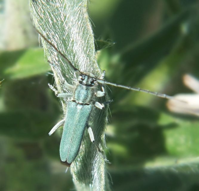 Phytoecia coerulescens - kígyósziszcincér
