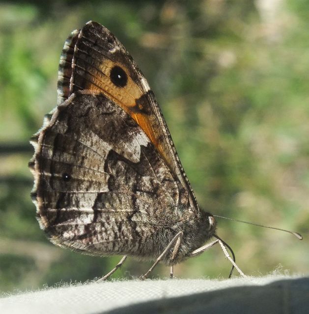 Hipparchia semele - barna szemeslepke