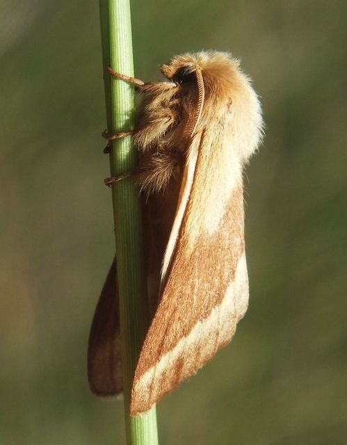 Malacosoma castrensis - kutyatejszövő
