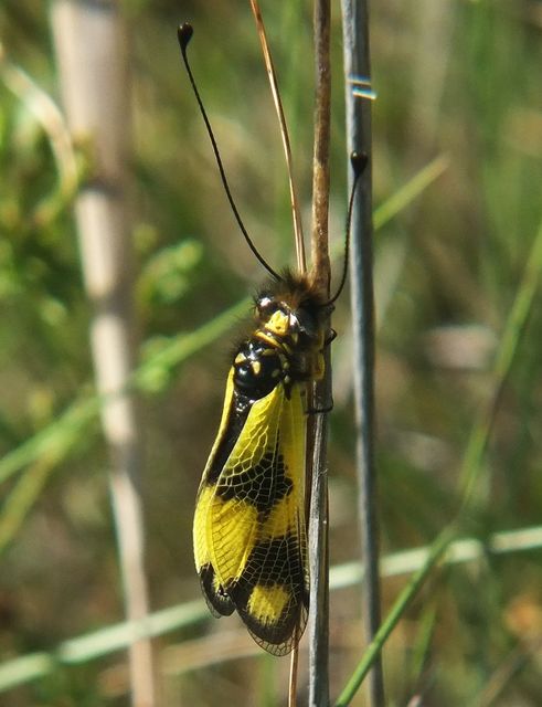 Libelloides macaronius - keleti rablópille