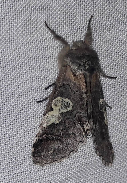 Diloba caeruleocephala - őszi kékesbagoly