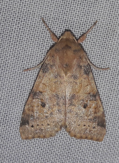 Cirrhia ocellaris - fakó sárgabagoly