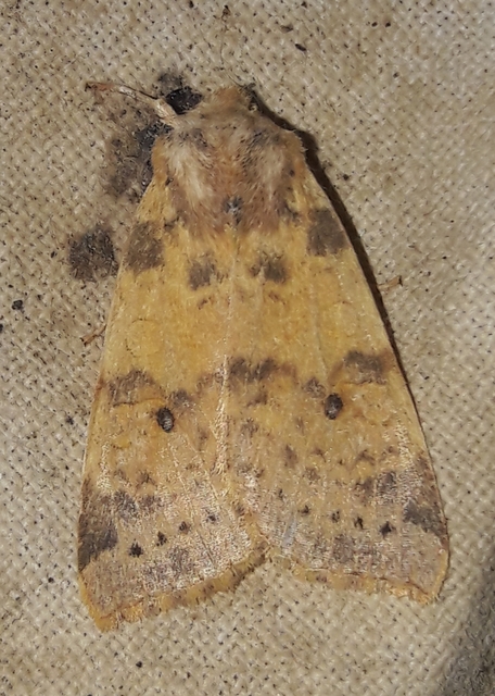 Cirrhia ocellaris - fakó sárgabagoly