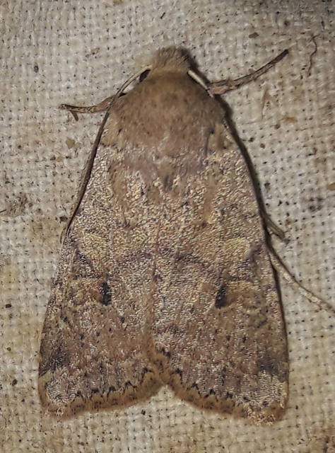 Propenistra laevis - könnyű őszibagoly