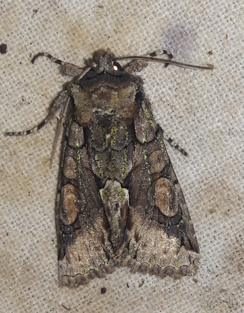 Allophyes oxyacanthae - galagonyabagoly