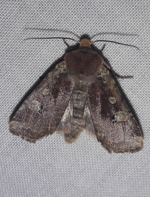 Conistra erythrocephala - vörösfejű őszibagoly