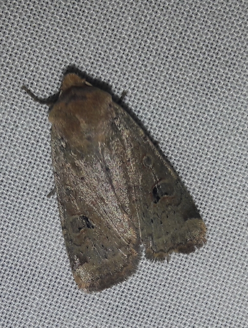 Conistra erythrocephala - vörösfejű őszibagoly