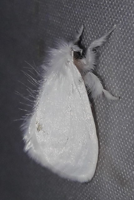 Sphrageidus similis - sárgafarú szövő