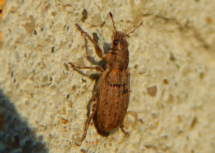 Sitona callosus - szempillás csipkézőbogár
