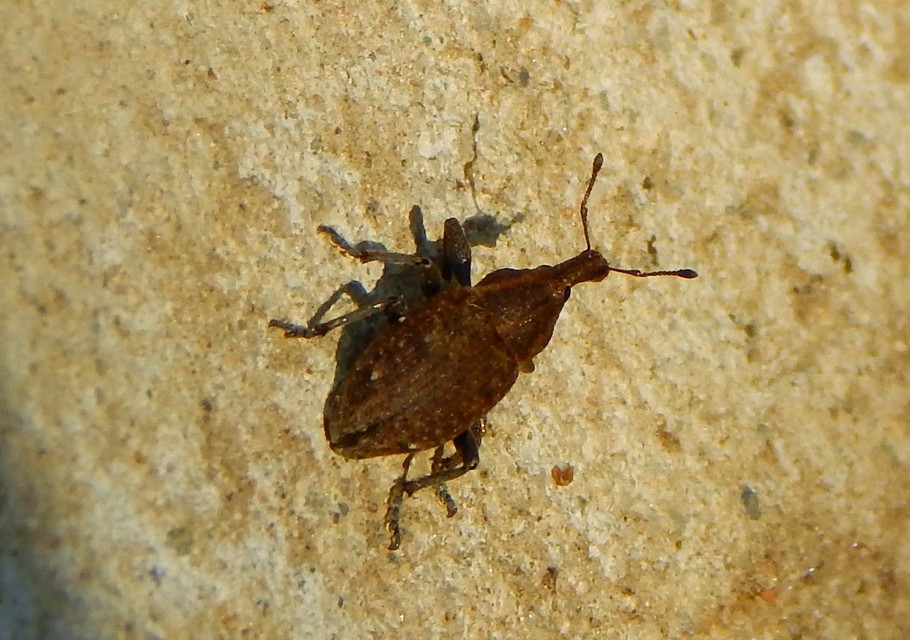 Lepyrus capucinus - pettyes fűzormányos