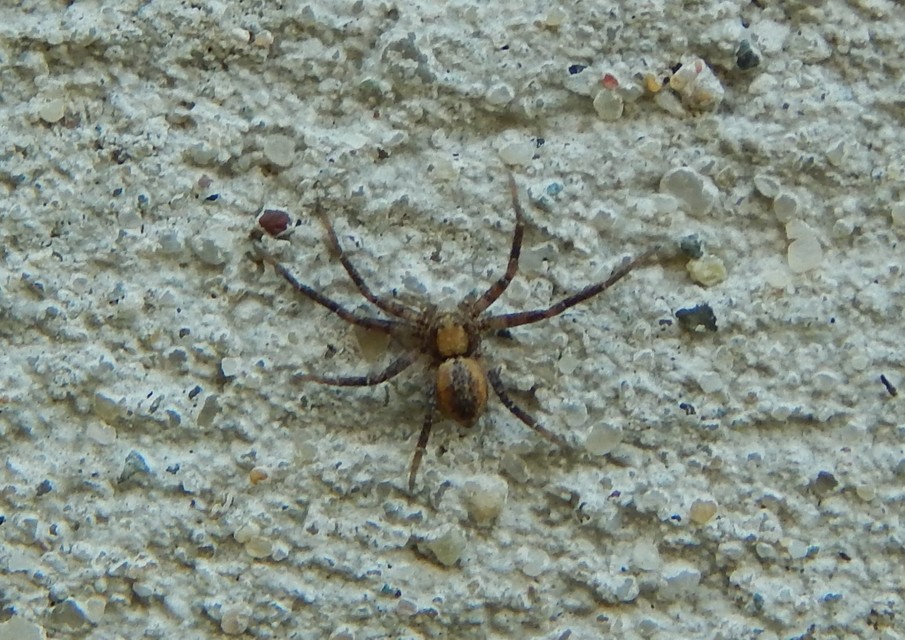 Philodromus