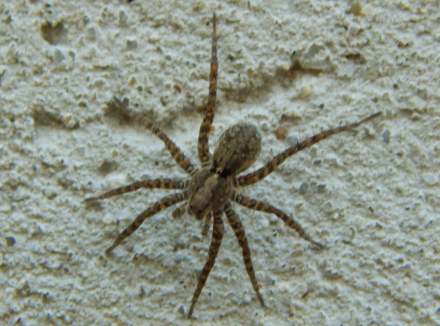 Pardosa hortensis