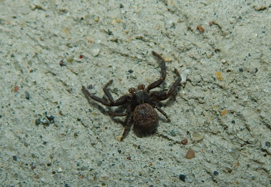 Xysticus