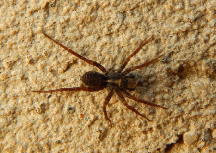Pardosa