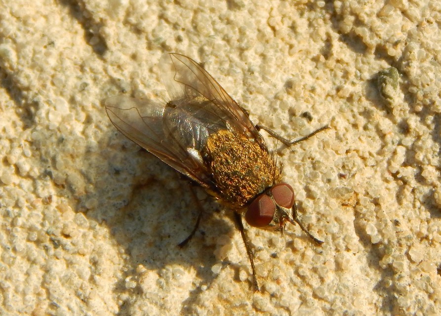 Pollenia