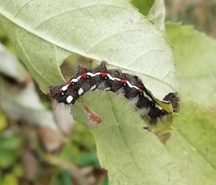 Acronicta rumicis - sóska-szigonyosbagoly