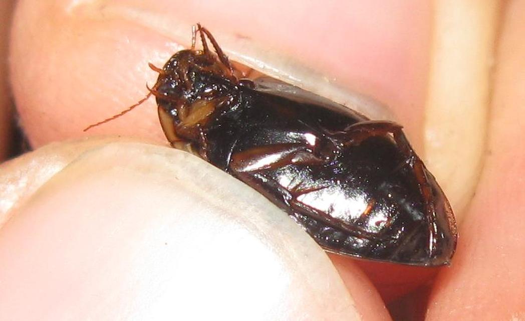 Rhantus suturalis - gyakori particsíkbogár