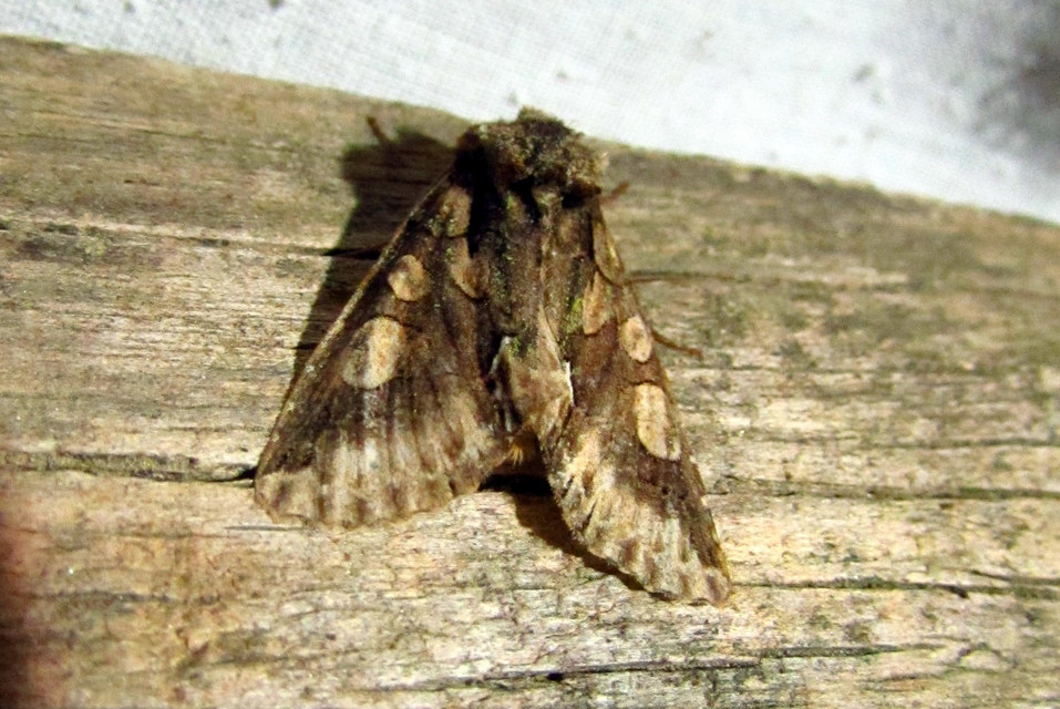 Allophyes oxyacanthae - galagonyabagoly