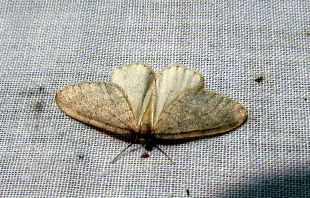 Operophtera brumata - kis téliaraszoló