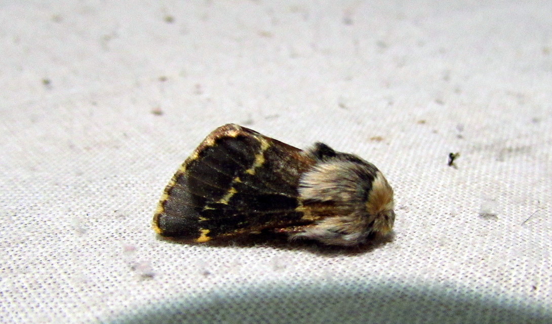 Poecilocampa populi - nyárfaszövő
