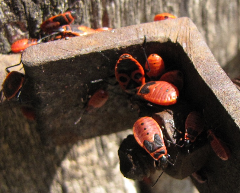 Pyrrhocoris apterus - verőköltő poloska
