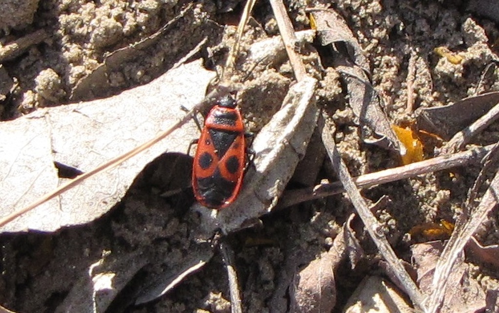 Pyrrhocoris apterus - verőköltő poloska