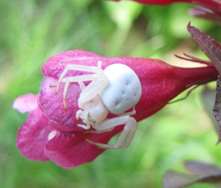 Misumena vatia - viráglakó karolópók