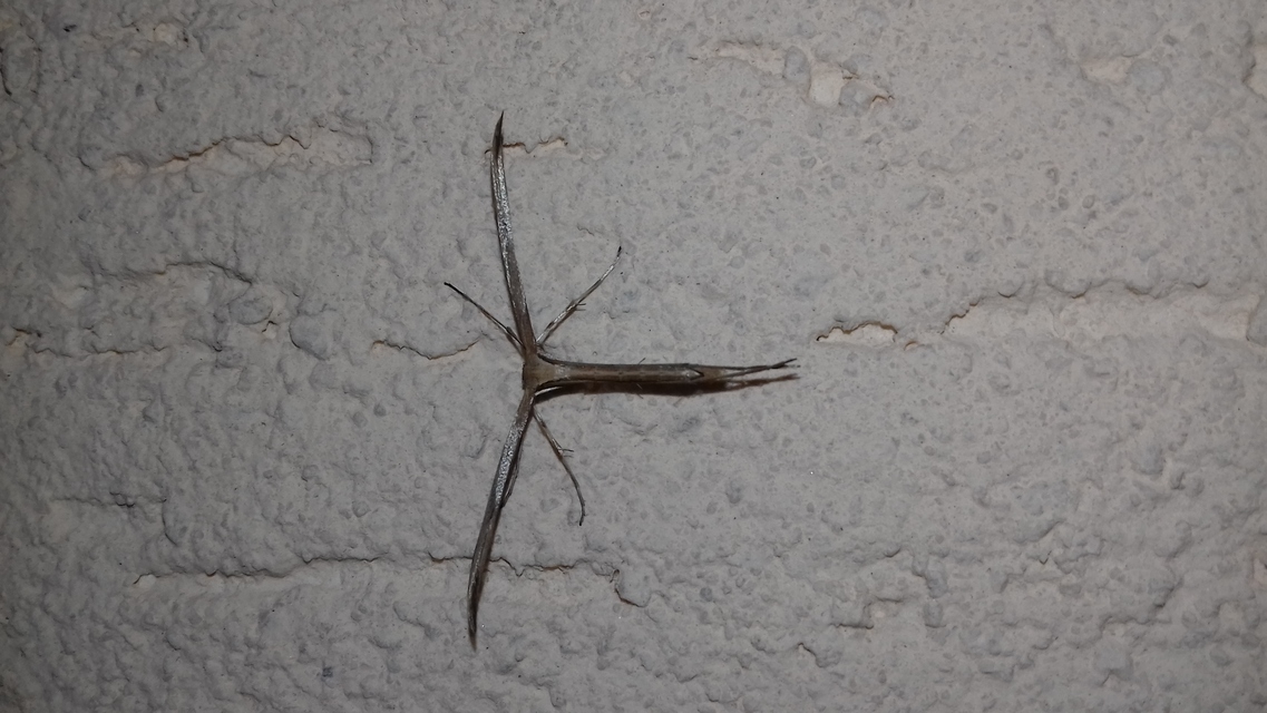 Emmelina monodactyla/argoteles
