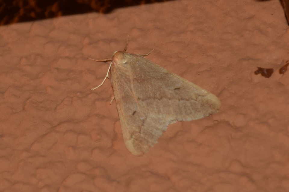 Alsophila aceraria - juhararaszoló