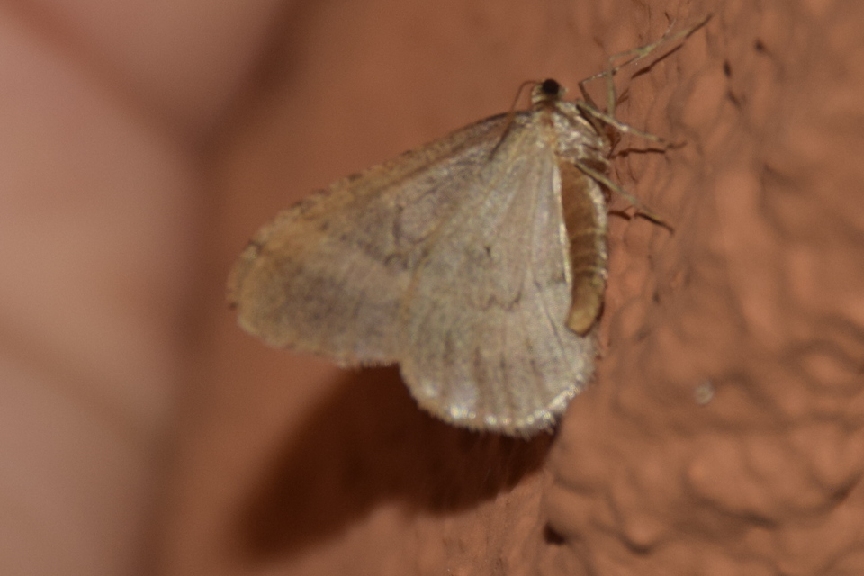 Operophtera brumata - kis téliaraszoló