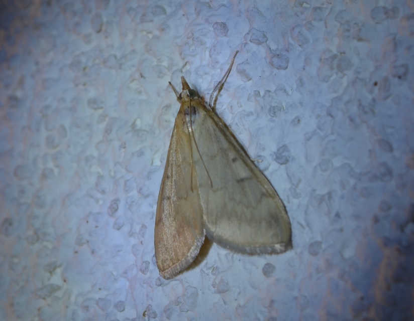 Ostrinia nubilalis - kukoricamoly