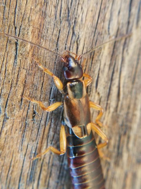Forficula auricularia - közönséges fülbemászó