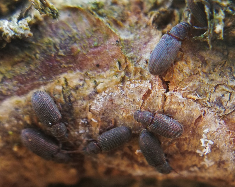 Berginus tamarisci - hengeres gombabogár