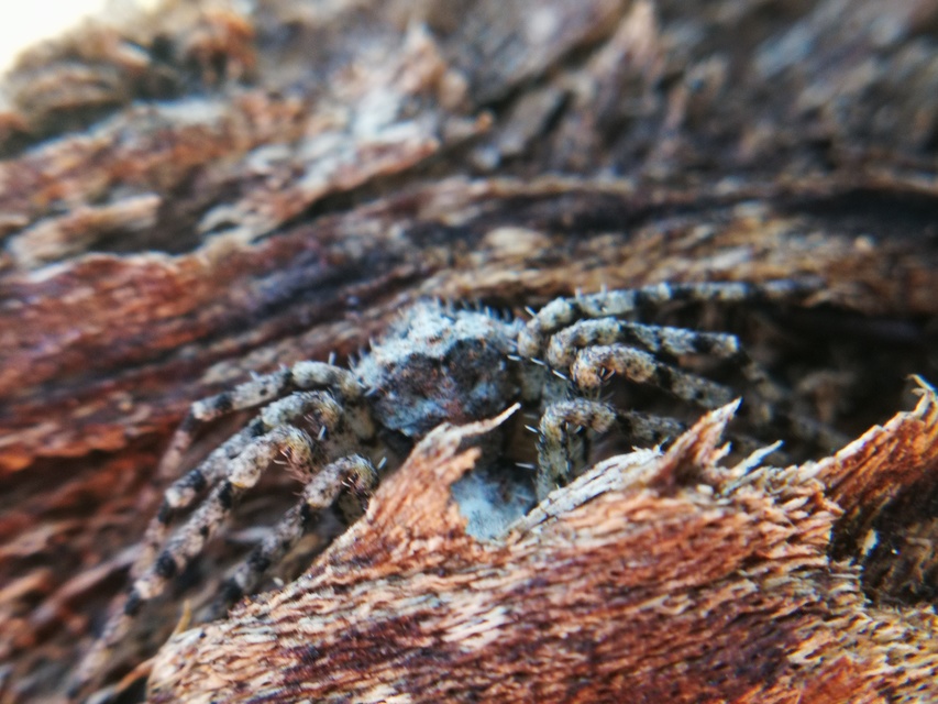 Philodromus margaritatus - bükkfa-fürgekarolópók