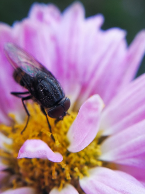Stomorhina lunata - sáskaparazita légy