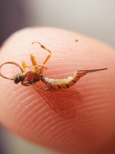 Pimplinae