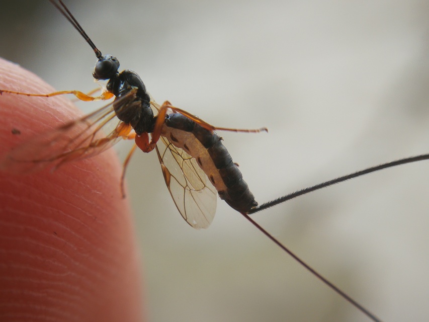 Pimplinae
