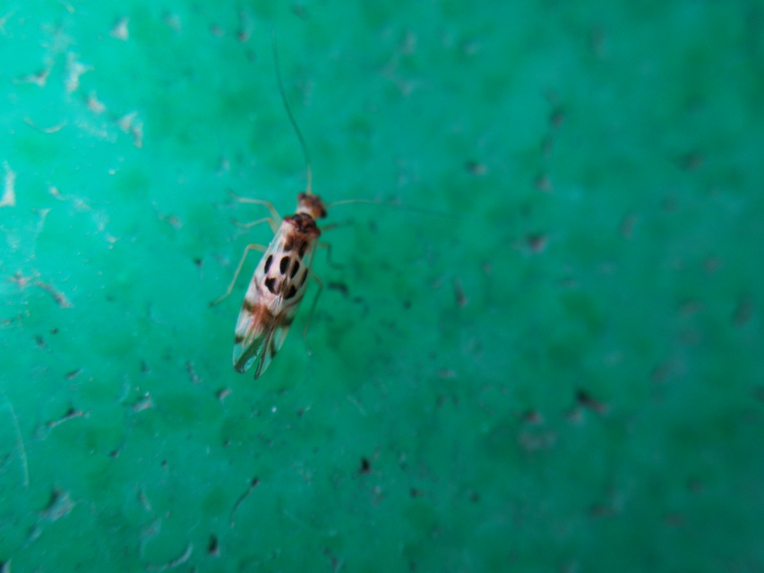 Graphopsocus cruciatus