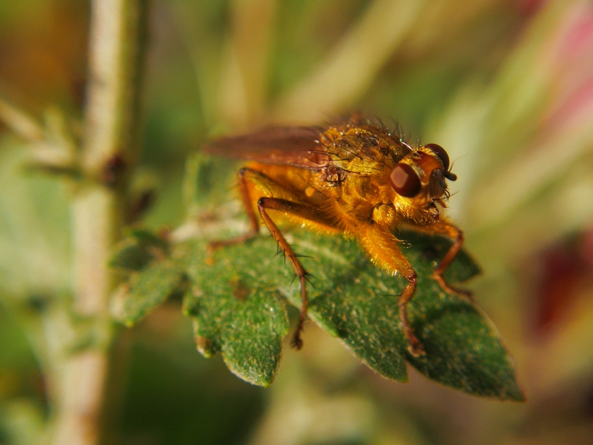 Scathophaga stercoraria - közönséges trágyalégy
