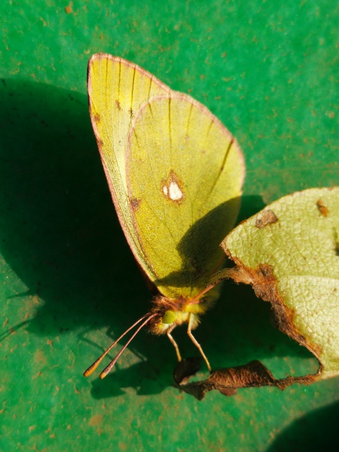 Colias