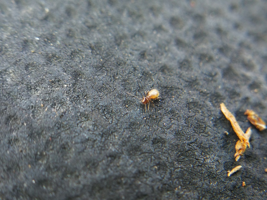 Psocoptera - Fürgetetvek