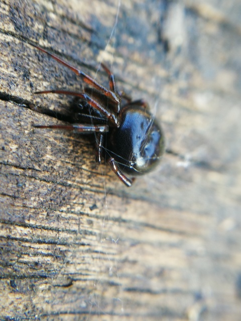 Steatoda bipunctata - kétpettyes faggyúpók