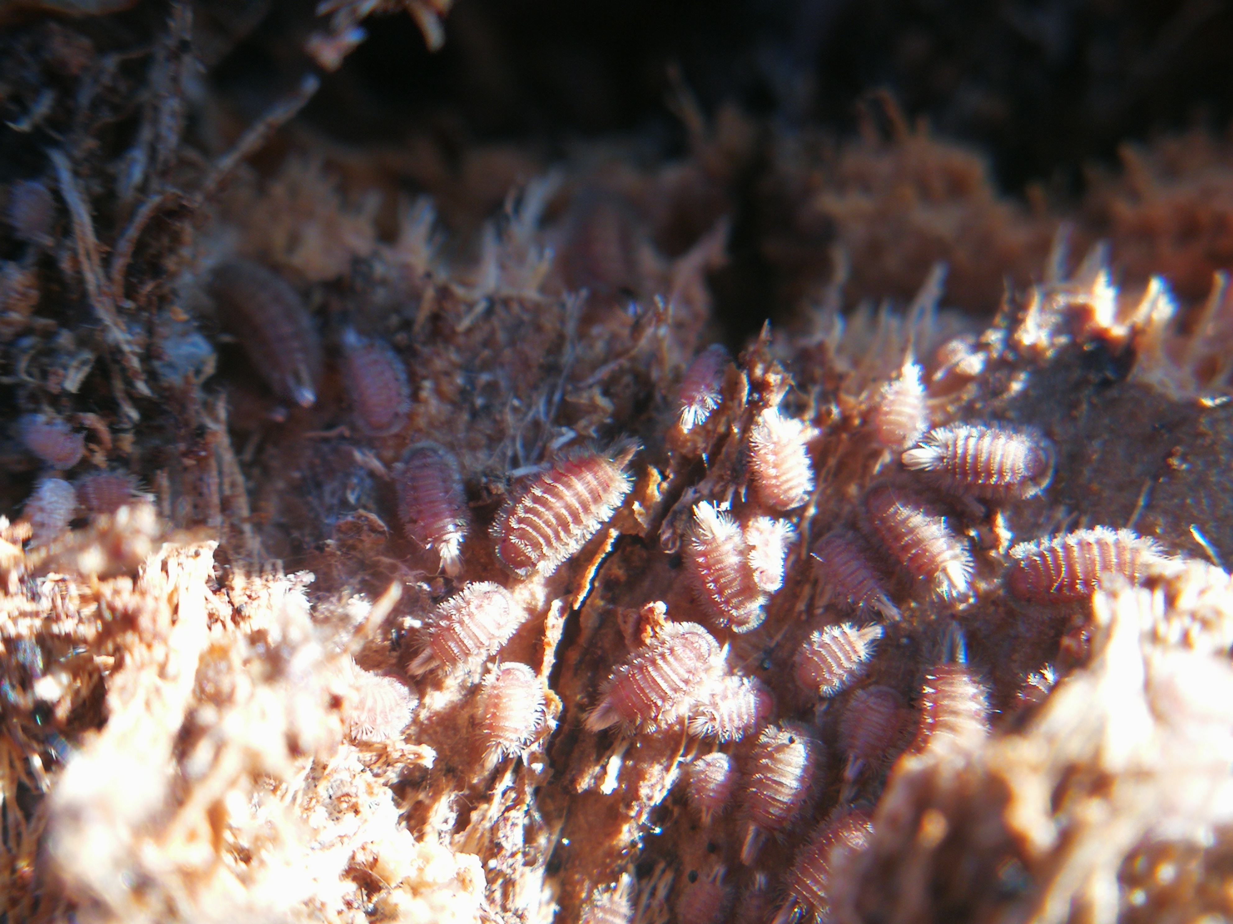 Polyxenus lagurus