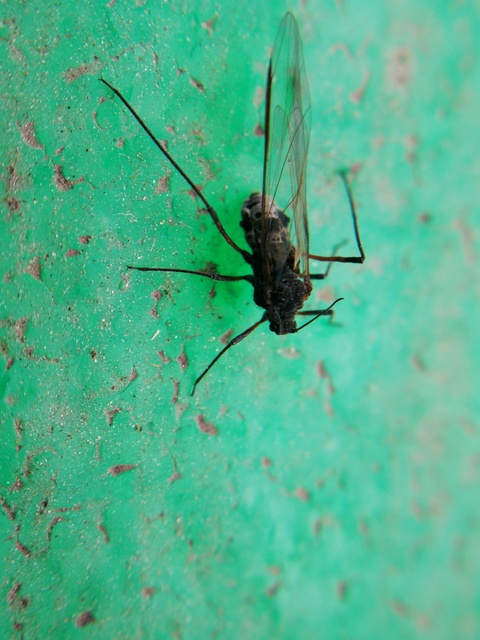 Aphididae - valódi levéltetvek